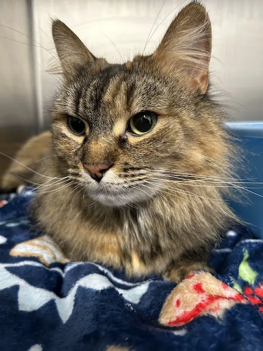 Community Vet Care Picture 5