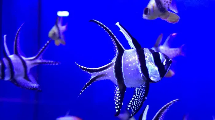 Aquariums Unlimited LLC Picture 3