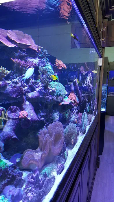 Aquariums Unlimited LLC Picture 9