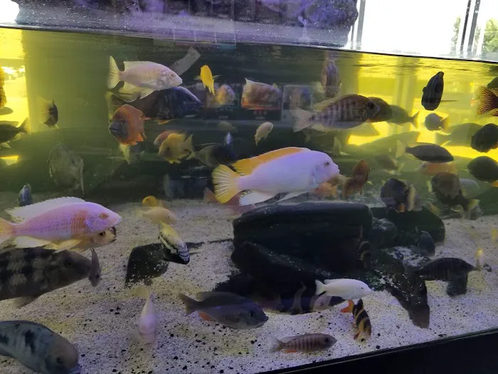 Aquariums Unlimited LLC Picture 10