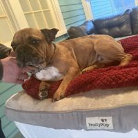 Dragonfly Holistic Veterinary Care ico