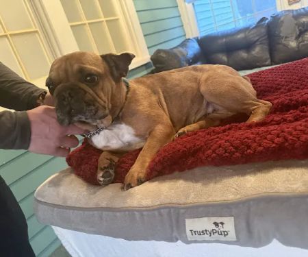 Dragonfly Holistic Veterinary Care
