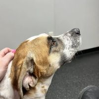 Homestead Veterinary Center ico