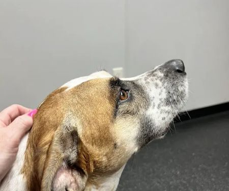 Homestead Veterinary Center