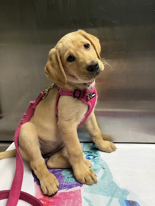 Homestead Veterinary Center Picture 8