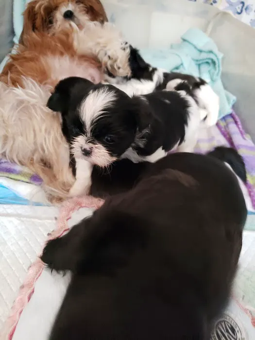 RainBowWow ShihTzus Picture 2