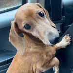 Animal Care Centers