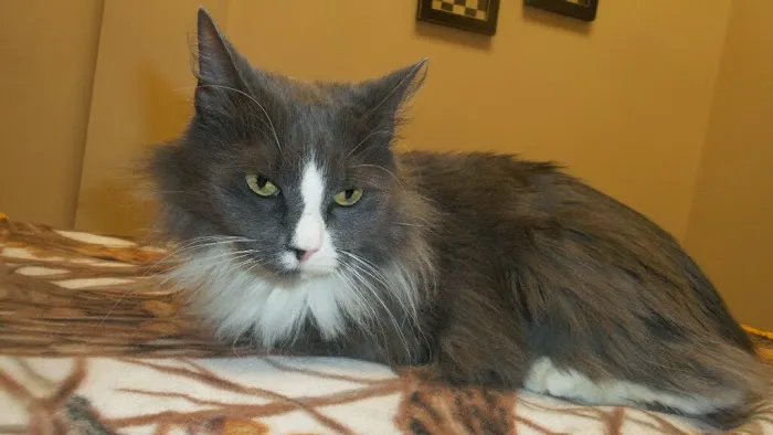 Animal Care Centers Picture 5