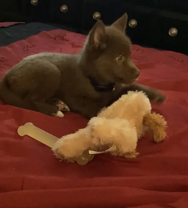 Pups N Stuff Picture 3
