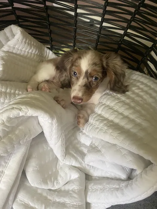 Pups N Stuff Picture 1