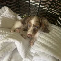 Pups N Stuff ico