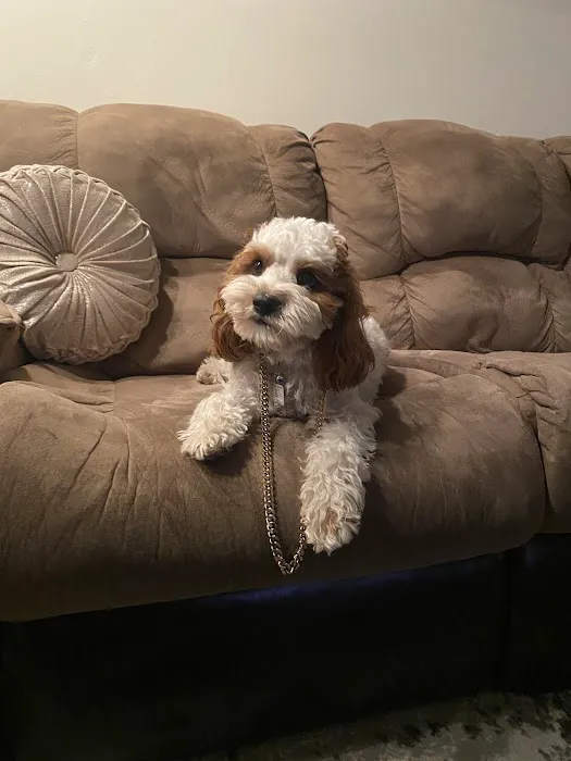 Pups N Stuff Picture 7