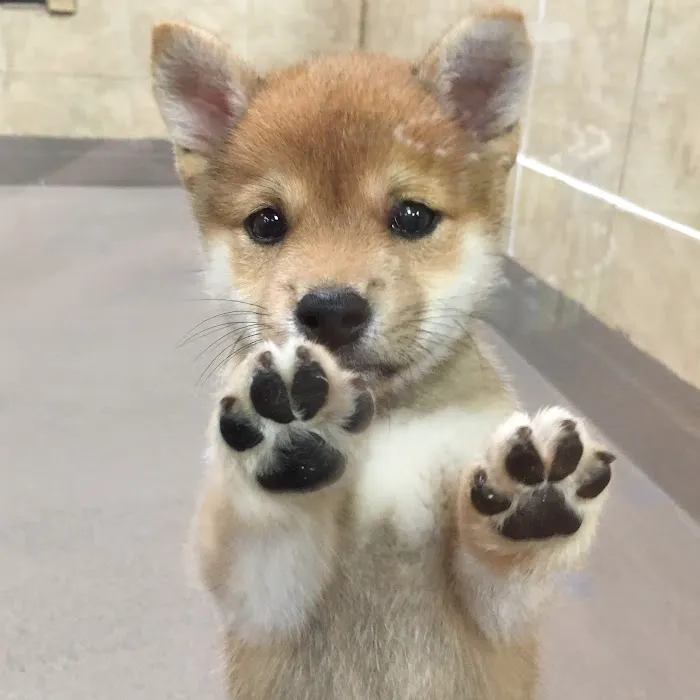 Pups N Stuff Picture 6