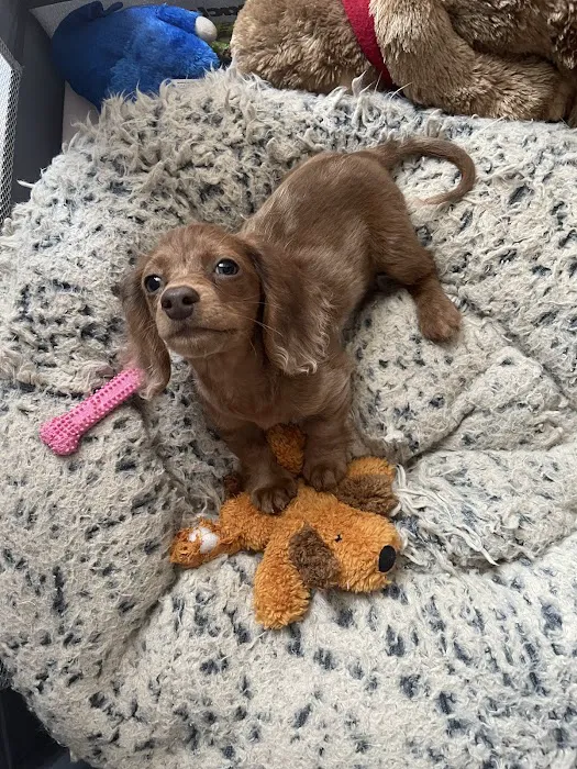 Pups N Stuff Picture 5