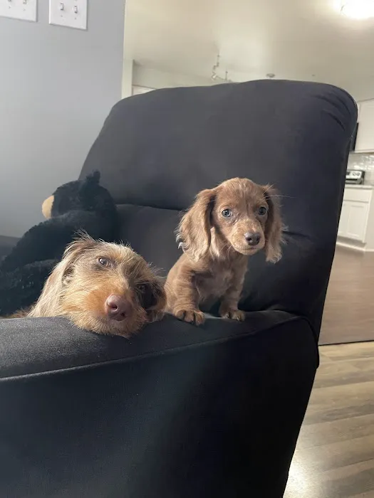 Pups N Stuff Picture 10
