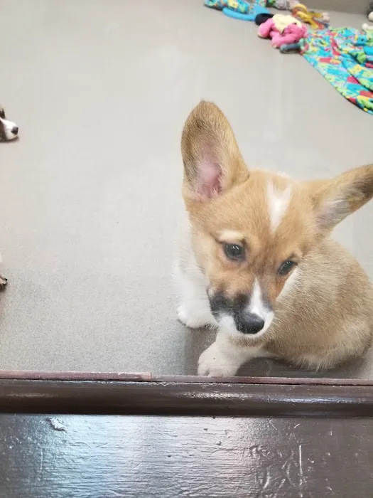 Pups N Stuff Picture 9