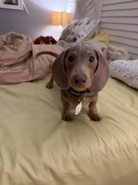Pups N Stuff Picture 8