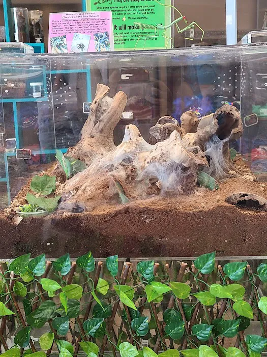 Fear Not Tarantulas, Inc Picture 7