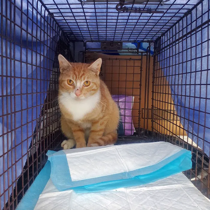 Preventive Paws Spay Center Picture 2