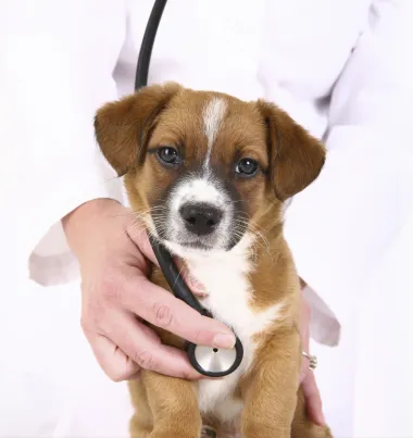 Preventive Paws Spay Center Picture 5