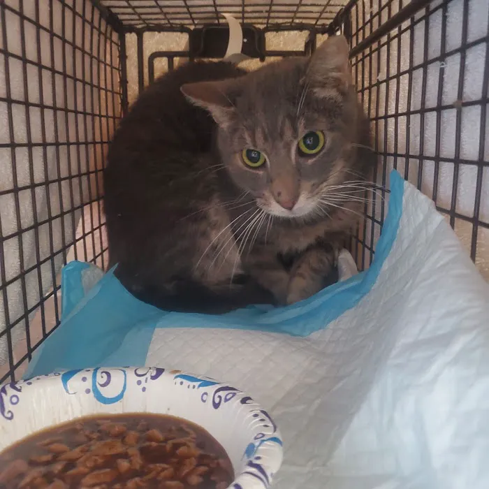 Preventive Paws Spay Center Picture 9