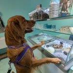 Salty Paws Chic's Beach