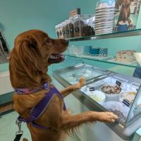Salty Paws Chic's Beach ico