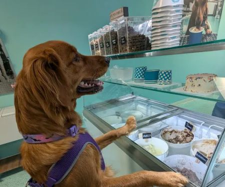 Salty Paws Chic's Beach