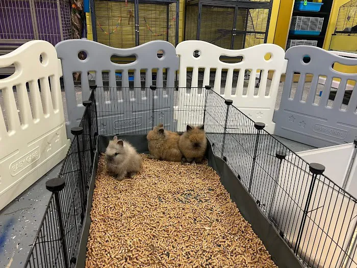 Phoenix Pets Picture 4