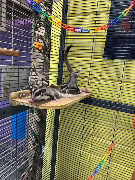 Phoenix Pets Picture 8