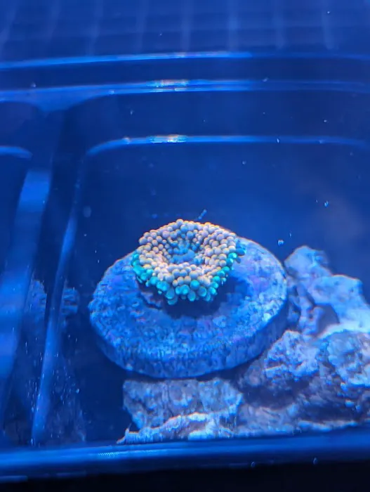 Premier Aquatics Picture 2