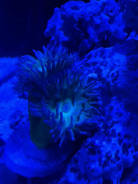 Premier Aquatics Picture 8