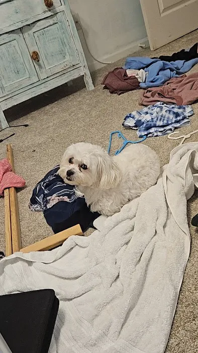 Family Pet Picture 6