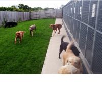 Universal Pet Shop ico