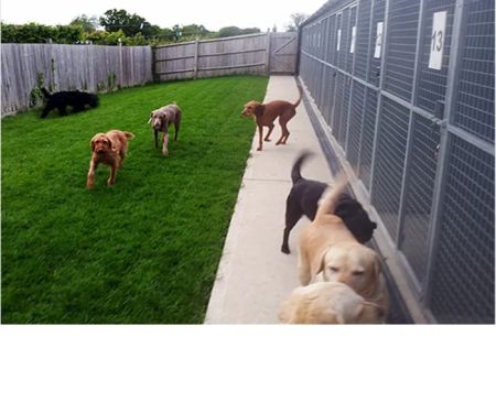 Universal Pet Shop