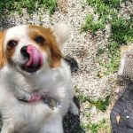 VCA Morris Plains Animal Hospital