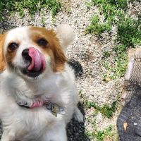 VCA Morris Plains Animal Hospital ico