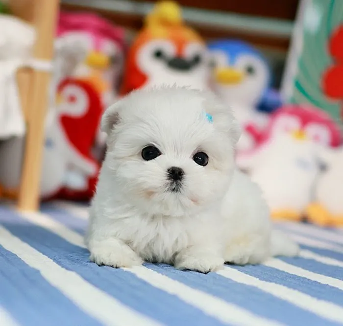 Maltipoo Puppies for sale Picture 2