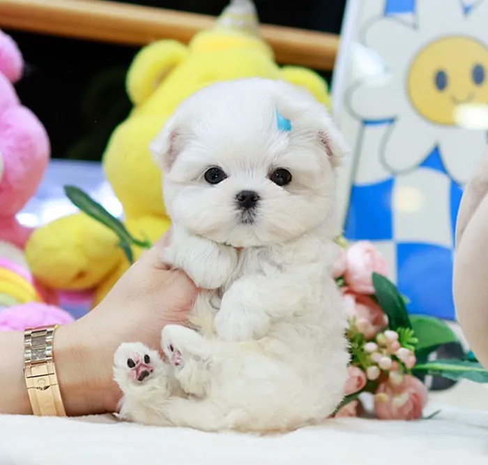 Maltipoo Puppies for sale Picture 3
