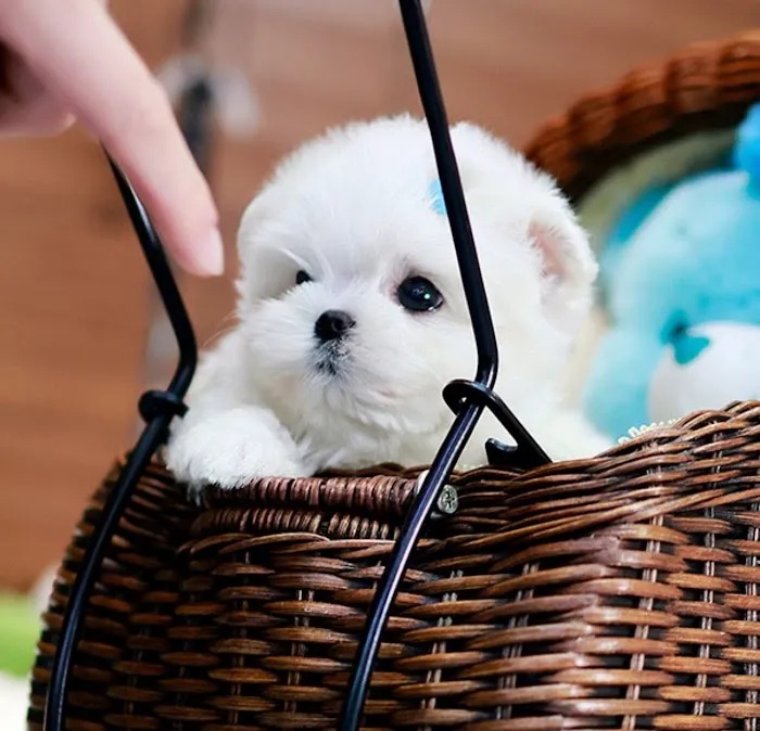 Maltipoo Puppies for sale Picture 4