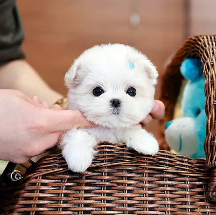Maltipoo Puppies for sale Picture 5