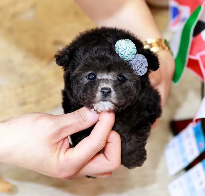 Maltipoo Puppies for sale Picture 6