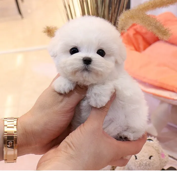 Maltipoo Puppies for sale Picture 8