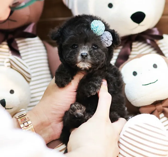 Maltipoo Puppies for sale Picture 9