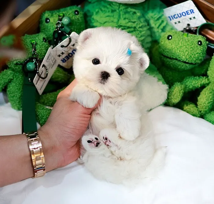 Maltipoo Puppies for sale Picture 10