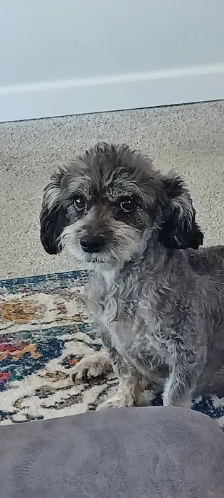 St Francis Animal Hospital Picture 1
