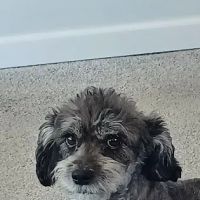 St Francis Animal Hospital ico