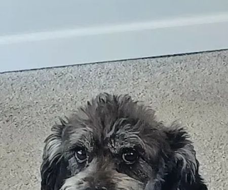 St Francis Animal Hospital