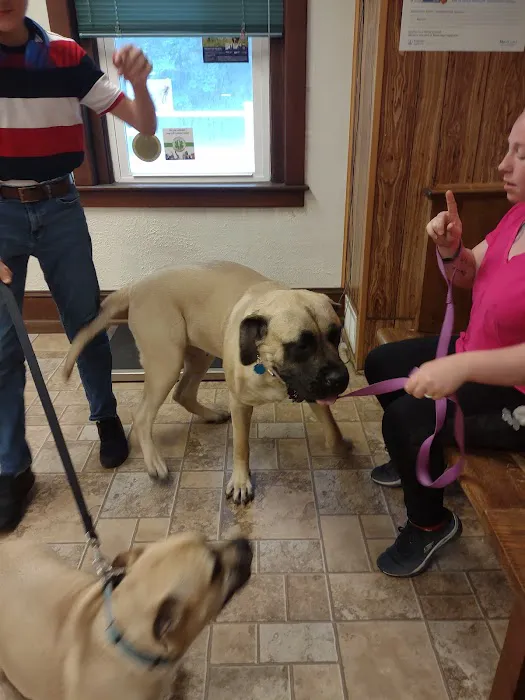 St Francis Animal Hospital Picture 3