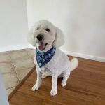 Petco